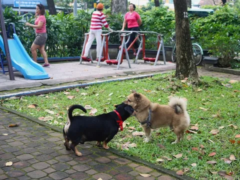 "Né phân chó như né ổ gà!"
