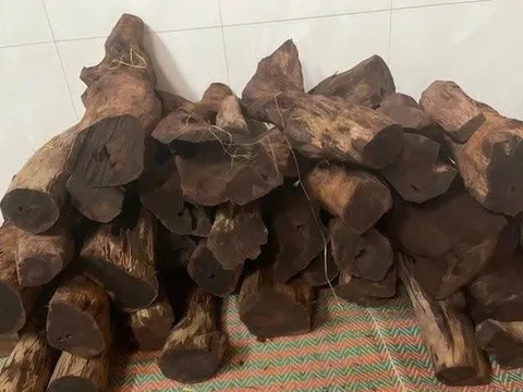 Dân ồ ạt lên rừng săn lùng gỗ tạp bán 3 triệu đồng/kg: Siết chặt quản lý rừng