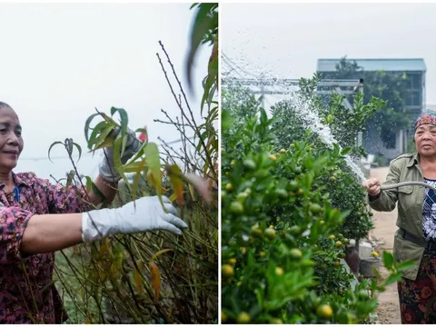 Làng đào, làng quất Hà Nội 'tất bật' vào mùa tuốt lá, uốn thế đón xuân