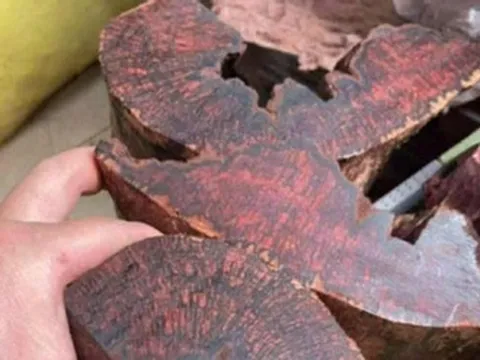 Loại gỗ tạp có lõi đỏ được mua đến 3 triệu đồng/kg, dân ồ ạt lên rừng săn lùng