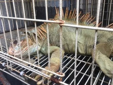 Phát hiện cơ sở không số nuôi nhốt trái phép 75 con rồng Nam Mỹ