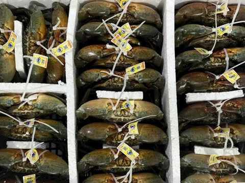 Những xã nào ở Cà Mau được quy hoạch nuôi cua xuất khẩu sang Trung Quốc?