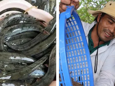 Giá nông thủy sản miền Tây: Thương lái tranh nhau mua cá kèo, tôm đất Cà Mau