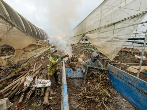 Nỗ lực giữ giá hàng Tết