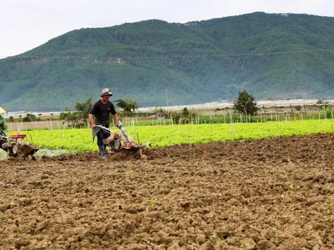 Không để TP.HCM thiếu rau Tết