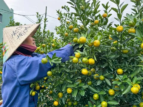 Thủ phủ quất cảnh miền Trung chật vật vụ Tết