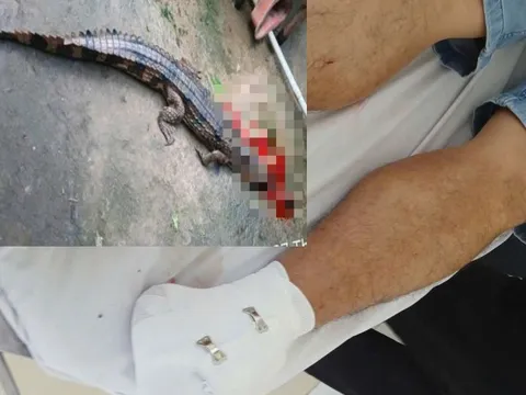 Vụ cá sấu cắn thầy giáo ở Tây Ninh: Phạt người nuôi 315 triệu đồng