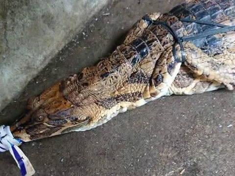 Nuôi cá sấu hoa cà làm cảnh, bị phạt 315 triệu đồng