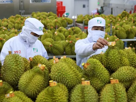 Thí điểm truy xuất nguồn gốc trái sầu riêng bằng tem do Bộ Công an phát hành