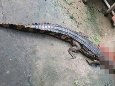 Vụ cá sấu sổng chuồng cắn chân thầy giáo: Người nuôi bị phạt hơn 300 triệu đồng