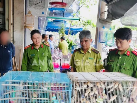 Tạm giữ 150 chim ri do người dân nuôi nhốt trái phép ở Gia Lai