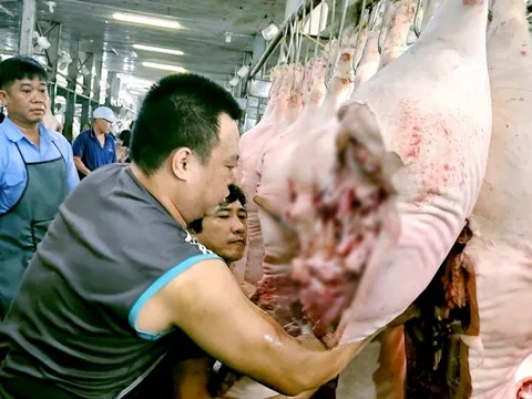 Cuối năm, giá heo hơi bật tăng trên diện rộng