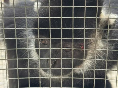 Đã bắt được con vật liên tiếp tấn công người dân ở Quảng Trị