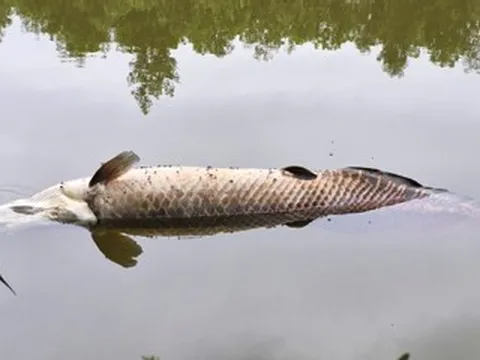 Cá 'khủng' nghi hải tượng long Amazon chết nổi trên hồ nước ở Đà Nẵng