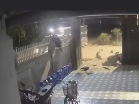 VIDEO: Tông vào xe tải, nam thanh niên đi trên xe máy bị hất văng lên hàng rào nhà ven đường