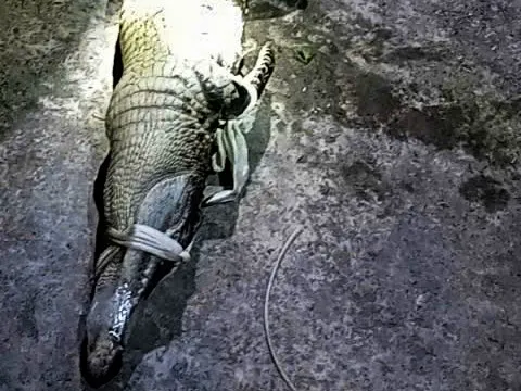 Dân 'nghĩ mẹo' dùng cần câu dụ bắt cá sấu xuất hiện trong ao nước