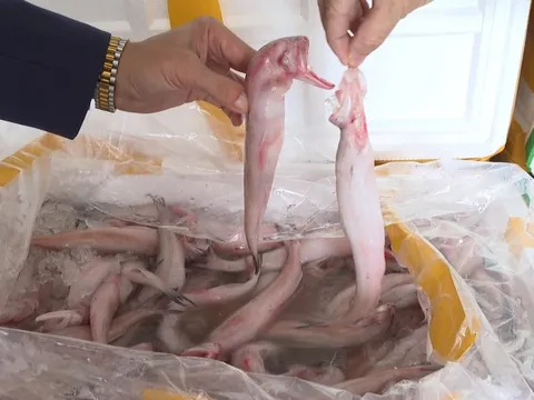 Mua cá khoai chứa formol từ Trung Quốc 37.000 đồng, chở về biển Sầm Sơn bán 130.000 đồng/kg
