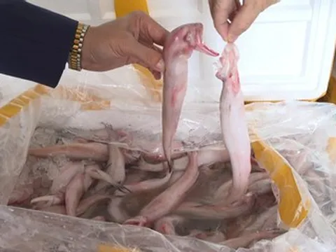 Phát hiện hơn 7 tấn cá khoai ướp hợp chất cực độc được vận chuyển đi tiêu thụ