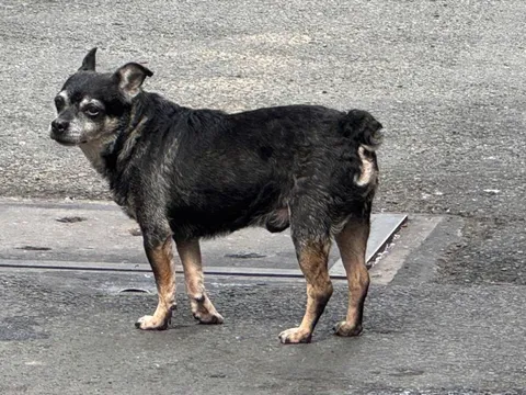 Cấp "căn cước" định danh để giám sát vật nuôi?