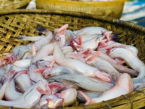 Phát hiện 5/7 mẫu cá cháo chứa Formol tại chợ ở Hà Tĩnh