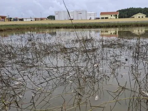Tràn dầu tại Dung Quất, mùi bốc nồng nặc, cá chết hàng loạt