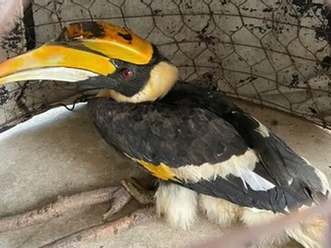 Chim hồng hoàng quý hiếm nặng 3kg bay lạc vào nhà dân ở TPHCM