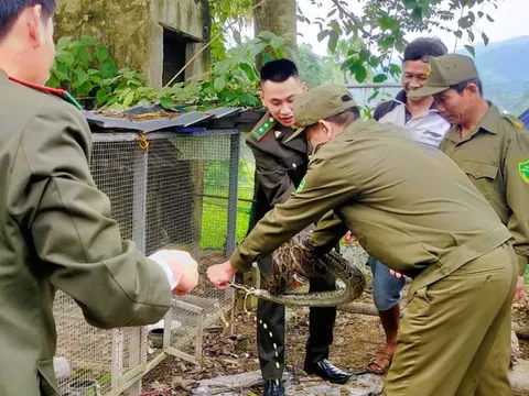 Thấy 2 con vật trong sách đỏ đi lạc vào vườn nhà, bắt giao lại công an