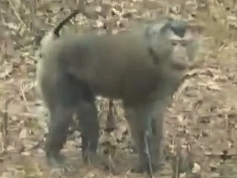 Khỉ hoang dã tấn công nhiều người dân