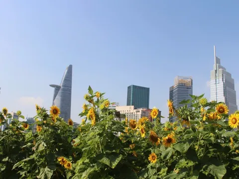 Cánh đồng hoa hướng dương ở TP HCM thu hút người dân dịp đầu năm mới