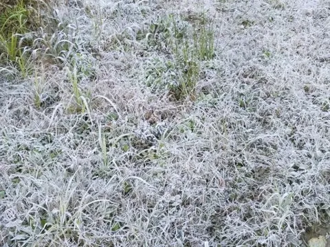 Miền Bắc có nơi rét đậm, rét hại dưới 10 độ C, đề phòng băng giá