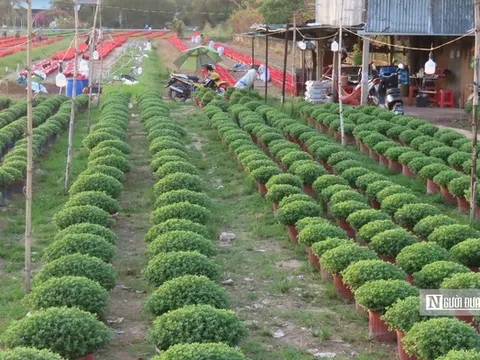 Làng hoa An Cư tất bật vụ Tết, cung ứng hàng chục nghìn chậu hoa ra thị trường