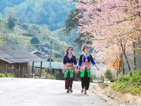 Mê mẩn sắc hoa anh đào bung nở rực rỡ ở Nghệ An