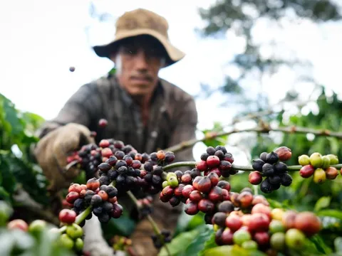 Giá cà phê tiếp tục tăng, mốc kỷ lục quay lại?