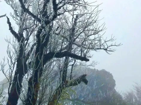 Đỉnh Phja Oắc ở Cao Bằng xuất hiện băng giá