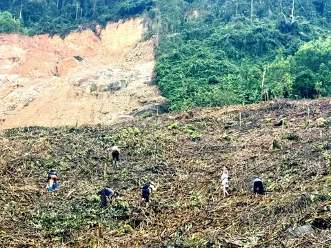 Rừng keo - cây xóa đói giảm nghèo và nỗi lo sạt lở? - Kỳ 2: Hiệu quả kinh tế cây keo tới đâu?