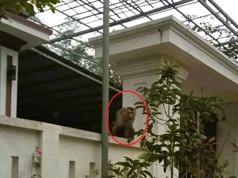 Khỉ đuôi lợn tấn công, người phụ nữ phải khâu 15 mũi