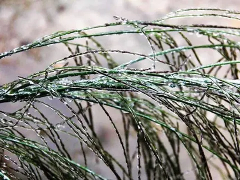 Dự báo thời tiết 7/1: Không khí lạnh khiến miền Bắc rét đậm, rét hại, có nơi dưới 3 độ