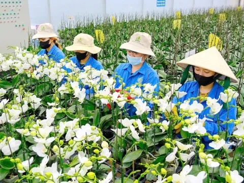 Hoa Tết 2026: Nhà vườn nghe ngóng sức mua