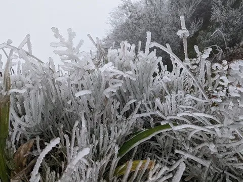 Miền Bắc chìm trong rét đậm, rét hại, Mẫu Sơn lạnh sâu dưới 3 độ C