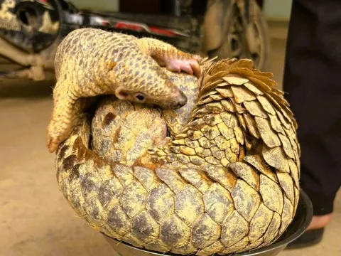 Hai con vật quý hiếm trong sách đỏ đi lạc vào nhà dân