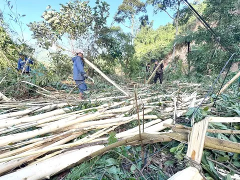 Rừng keo - Kỳ cuối: Làm gì để cây keo là nồi cơm của dân và giá trị sinh thái?