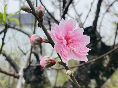 Thủ phủ đào phai tất bật vào mùa "canh hoa", quyết định thành bại cả năm