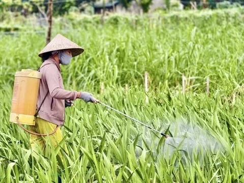 Nhà vườn Quảng Ngãi căng mình chống chọi thời tiết, giữ vụ hoa lay ơn Tết