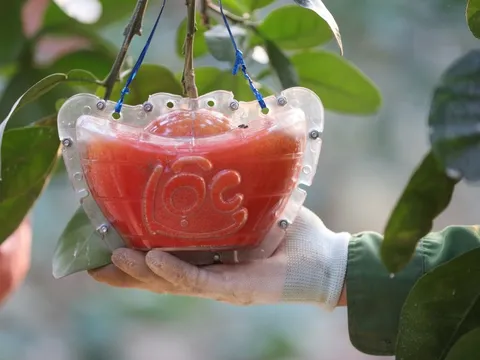 Bưởi đỏ 'thỏi vàng' sẵn sàng đón Tết 2026