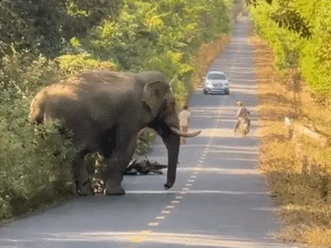 Gặp voi 'ngà lệch' đi dạo trên đường, người đàn ông vội bỏ xe máy để chạy bộ