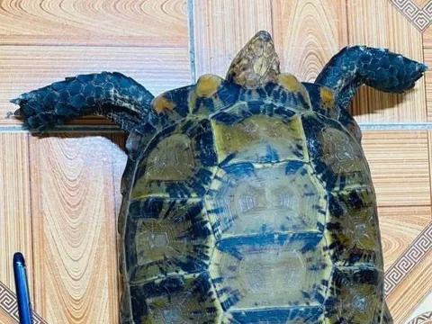 Bắt được rùa núi viền quý hiếm giữa ruộng, người dân lập tức giao nộp