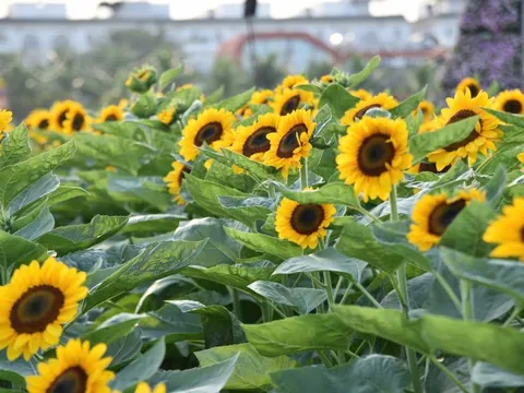 Thêm vườn hoa, vườn kiểng rực rỡ cho người dân TP.HCM check-in dịp Tết