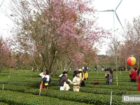 Mai anh đào nhuộm hồng Đồi chè Cầu Đất – Đà Lạt, du khách nườm nượp check-in đầu xuân