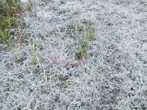 Nhiều địa phương dưới 10 độ C, đề phòng băng giá