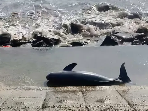 Xác cá voi nặng khoảng 40 kg trôi dạt vào bờ biển Quảng Trị